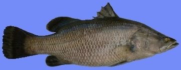 Barramundi Fish Farm