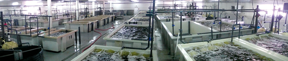 Fish Farming Technology including Filters, Tanks, Ozone ...