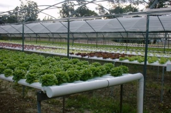 Hydroponic Systems with Fish