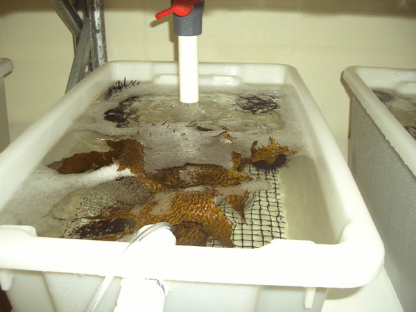 Sea Urchin and Sea Weed in Sea Water Facility : Sea Water Facility