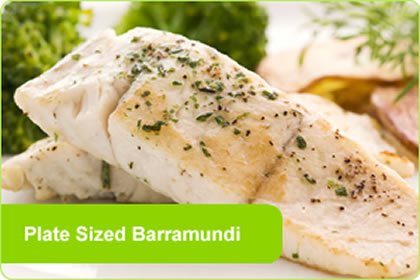 Plate Sized Barramundi