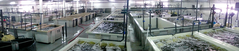 Tailor Made Fish Farms, Hydroponics, Fish Farms ...