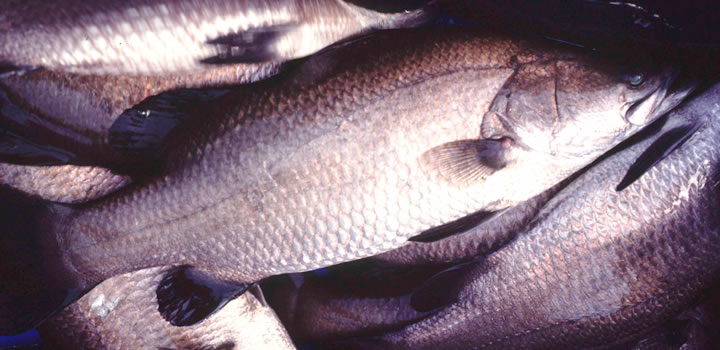 Barramundi Fish Farm